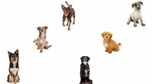 Fine-Tuning Neural Networks for Deep Learning